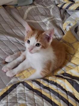 ELIO -  Domestic Short Hair Cat for Adoption - ELIO | PetCurious
