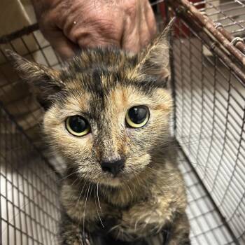Cassy -  American Shorthair Cat for Adoption in Austin, Texas - Cassy | PetCurious
