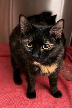 Domestic Medium Hair and Tortoiseshell Cats Available for Adoption in Greenville, Delaware - Lola (FCID# 05/13/2026 - 18 Brookhaven PS) KC | PetCurious