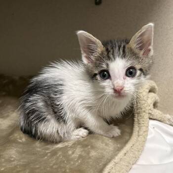 Ohio -  Domestic Short Hair Cat for Adoption in League City, Texas - Ohio | PetCurious
