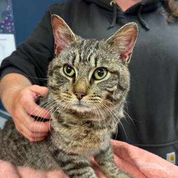 Domestic Short Hair Cats Available for Adoption in Vineland, New Jersey - Lil