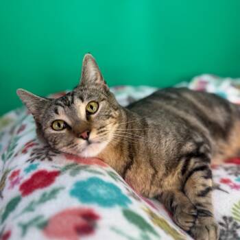 Domestic Short Hair Cats Available for Adoption - Gwen | PetCurious