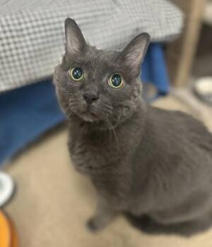 Domestic Short Hair Cats Available for Adoption in Toronto, Ontario - Slate | PetCurious