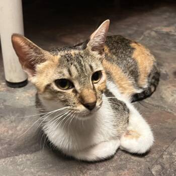 Alani -  Domestic Short Hair Cat for Adoption in Lewisville, Texas - Alani | PetCurious