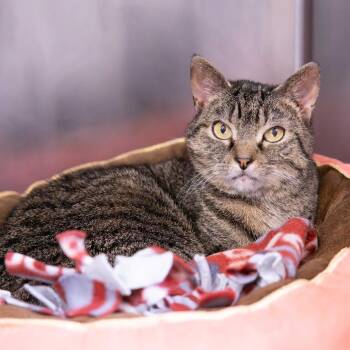 Domestic Short Hair Cats Available for Adoption in Mentor, Ohio - Yuumi | PetCurious