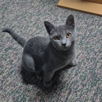 Bluebird -  Domestic Short Hair Cat for Adoption in Hudsonville, Michigan - Bluebird | PetCurious