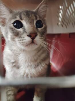 Rescue Domestic Short Hair Cats for Adoption in Republic, Missouri - Mav | PetCurious