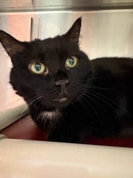 Domestic Medium Hair Cats Available for Adoption in Detroit, Michigan - Gladys | PetCurious