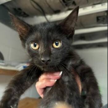 Coal -  Domestic Short Hair Cat for Adoption in League City, Texas - Coal | PetCurious