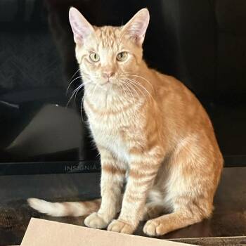 Domestic Short Hair Cats Available for Adoption - Sunlight | PetCurious