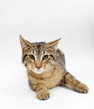 Domestic Short Hair Cats Available for Adoption in Morton Grove, Illinois - Jeckyl | PetCurious