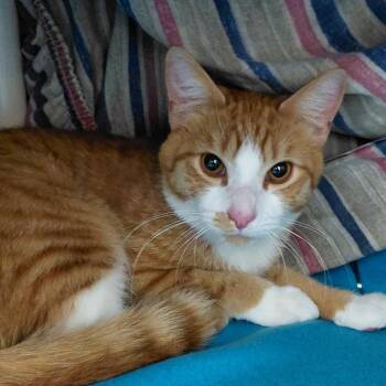 Moy FKA Georgie -  Domestic Short Hair Cat for Adoption in Philadelphia, Pennsylvania - Moy FKA Georgie | PetCurious