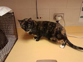 Domestic Long Hair Cats Available for Adoption in Colorado Springs, Colorado - ROGUE | PetCurious