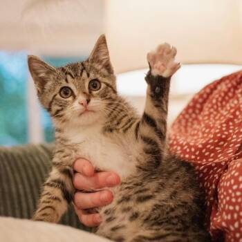 Cherry -  Domestic Short Hair Cat for Adoption in Richmond, Virginia - Cherry | PetCurious