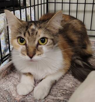 Rescue Domestic Long Hair Cats for Adoption in Saint Clairsville, Ohio - Roxy | PetCurious