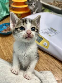 Joshua -  Domestic Short Hair and Tabby Cat for Adoption in Emerald Isle, North Carolina - Joshua | PetCurious