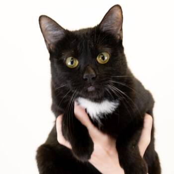 Dayla -  Domestic Short Hair Cat for Adoption in Buffalo, Minnesota - Dayla | PetCurious