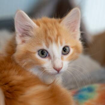Sunny D -  Domestic Long Hair Cat for Adoption in Durango, Colorado - Sunny D | PetCurious