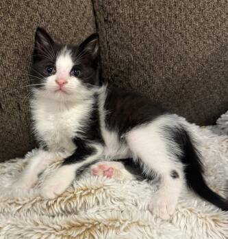 Maisie -  Domestic Short Hair Cat for Adoption in Hamilton, Ontario - Maisie | PetCurious