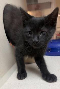 Domestic Short Hair Cats Available for Adoption in North Charleston, South Carolina - 91339A Kareoke | PetCurious