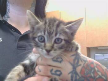 ELSA -  Domestic Short Hair Cat for Adoption in Sacramento, California - ELSA | PetCurious