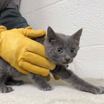 Domestic Short Hair and Extra Toes Cat Hemingway Polydactyl Cats Available for Adoption in Lyndhurst, Virginia - SVAS-Stray-38695 | PetCurious