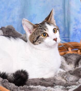 Domestic Short Hair Cats Available for Adoption in Pittsboro, North Carolina - Wish | PetCurious