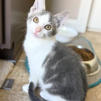 Luke -  Domestic Short Hair Cat for Adoption in Sweetwater, Tennessee - Luke | PetCurious