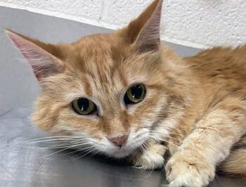 Domestic Medium Hair Cats Available for Adoption in Nashville, Tennessee - Chai | PetCurious