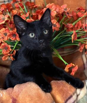 6/23/26 Button -  Domestic Short Hair Cat for Adoption in Stillwater, Oklahoma - 6/23/26 Button | PetCurious