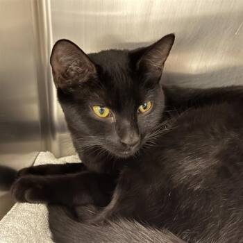 Rescue Domestic Short Hair Cats for Adoption in Las Vegas, Nevada - ROSA | PetCurious