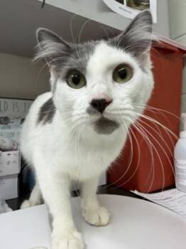 Alexander -  Domestic Short Hair Cat for Adoption in Gainesville, Florida - Alexander | PetCurious