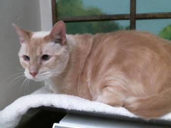 CHINO -  Siamese and Domestic Short Hair Cat for Adoption in Houston, Texas - CHINO | PetCurious