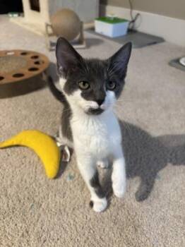 Oregano -  Domestic Short Hair Cat for Adoption - Oregano | PetCurious