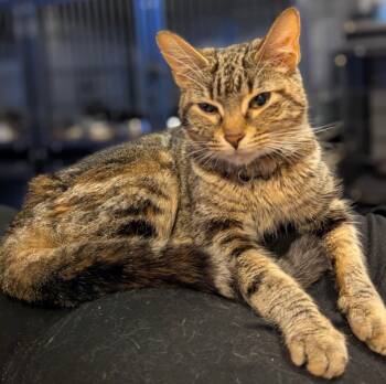 Rescue Domestic Short Hair Cats for Adoption in Dalton, Georgia - Melody | PetCurious