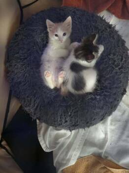 Norbit -  Domestic Short Hair Cat for Adoption in Lancaster, California - Norbit | PetCurious
