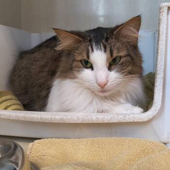 Domestic Long Hair Cats Available for Adoption - Agatha | PetCurious