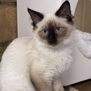 Siamese Cats Available for Adoption in Laredo, Texas - Java | PetCurious