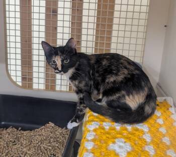 Domestic Short Hair Cats Available for Adoption in Ocala, Florida - Junia (Petco) | PetCurious