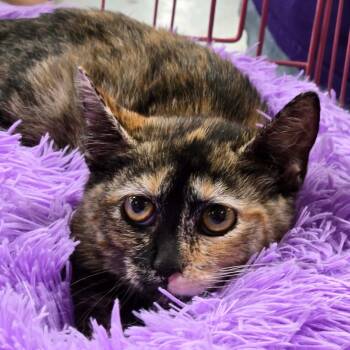 Beyonce -  Domestic Short Hair Cat for Adoption in Springfield, Illinois - Beyonce | PetCurious