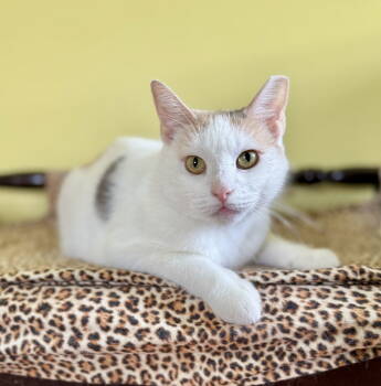 Rescue Domestic Short Hair Cats for Adoption in Newtown Square, Pennsylvania - Tina Purrner | PetCurious