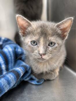 Jewel -  Domestic Short Hair Cat for Adoption in Kemp, Texas - Jewel | PetCurious