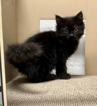 Domestic Long Hair Cats Available for Adoption - 26-08 Hotshot | PetCurious