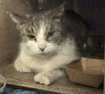 Domestic Short Hair Cats Available for Adoption in New York, New York - Leia | PetCurious