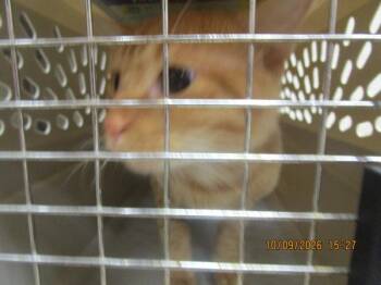 Pumpkin(614) -  Domestic Short Hair Cat for Adoption in Marietta, Georgia - Pumpkin(614) | PetCurious