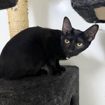 Rescue Domestic Short Hair Cats for Adoption in Hendersonville, Tennessee - Stella | PetCurious