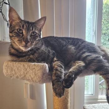 Rescue Domestic Short Hair Cats for Adoption in Los Angeles, California - Darcy | PetCurious