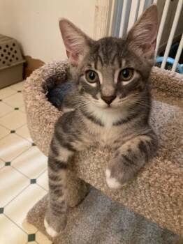 Hoss -  Domestic Short Hair Cat for Adoption in Rossville, Georgia - Hoss | PetCurious
