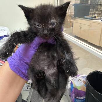 Bogling -  Domestic Short Hair Cat for Adoption in Westminster, California - Bogling | PetCurious