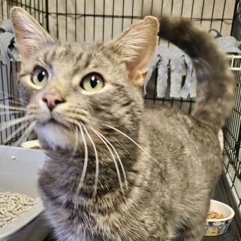 Domestic Short Hair Cats Available for Adoption - Frankie | PetCurious